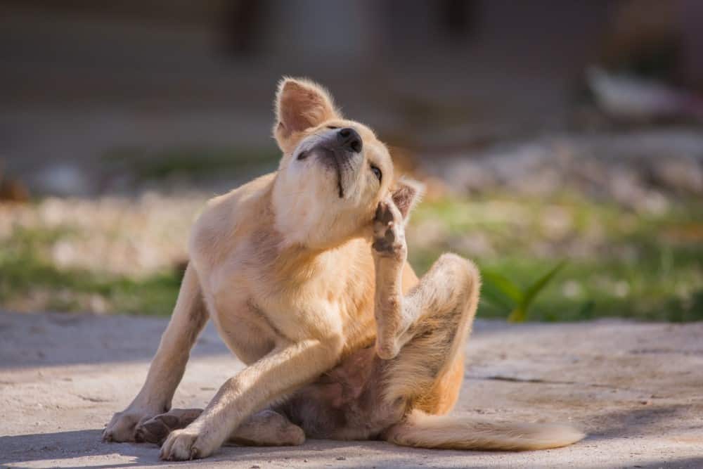 dog scratching ears