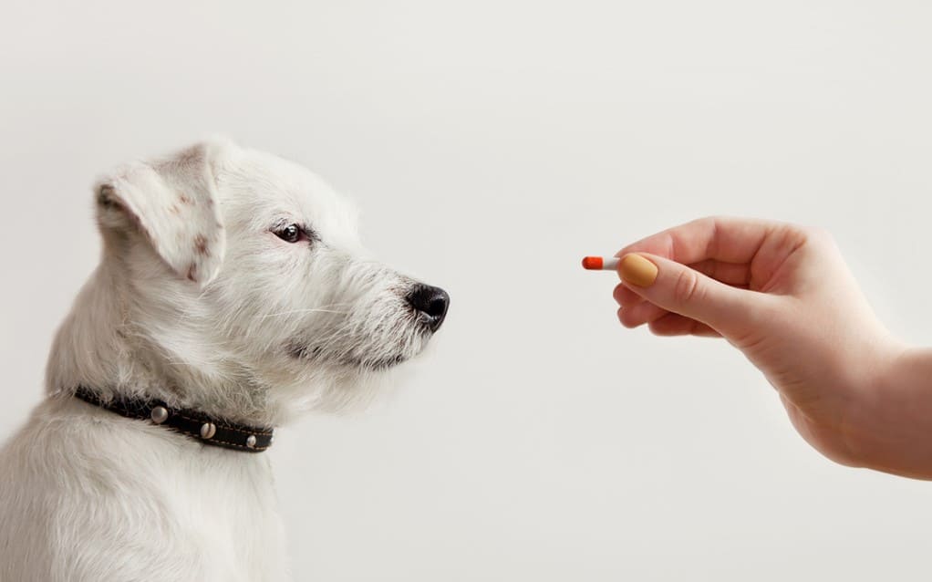 giving pill to dog