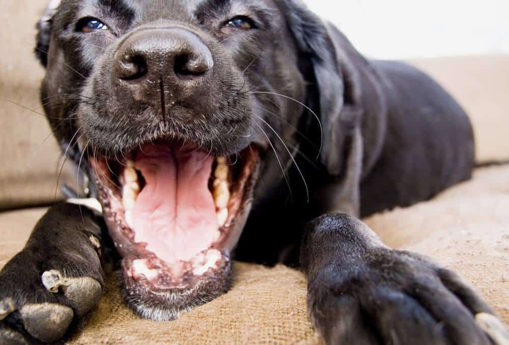 happy dog smiling