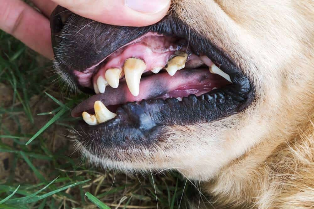 man checking dog teeth