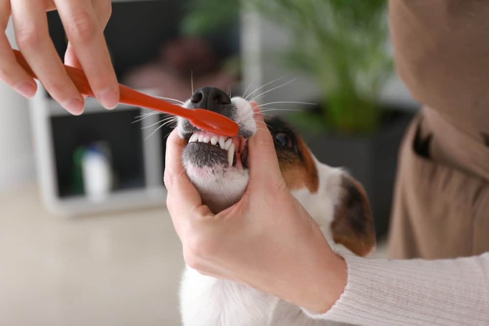 owner brushing dog teeth