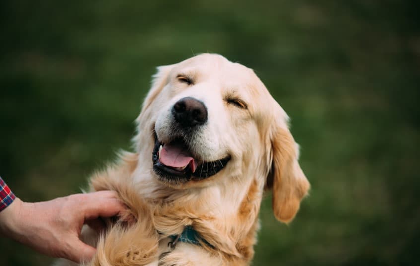 owner petting the dog