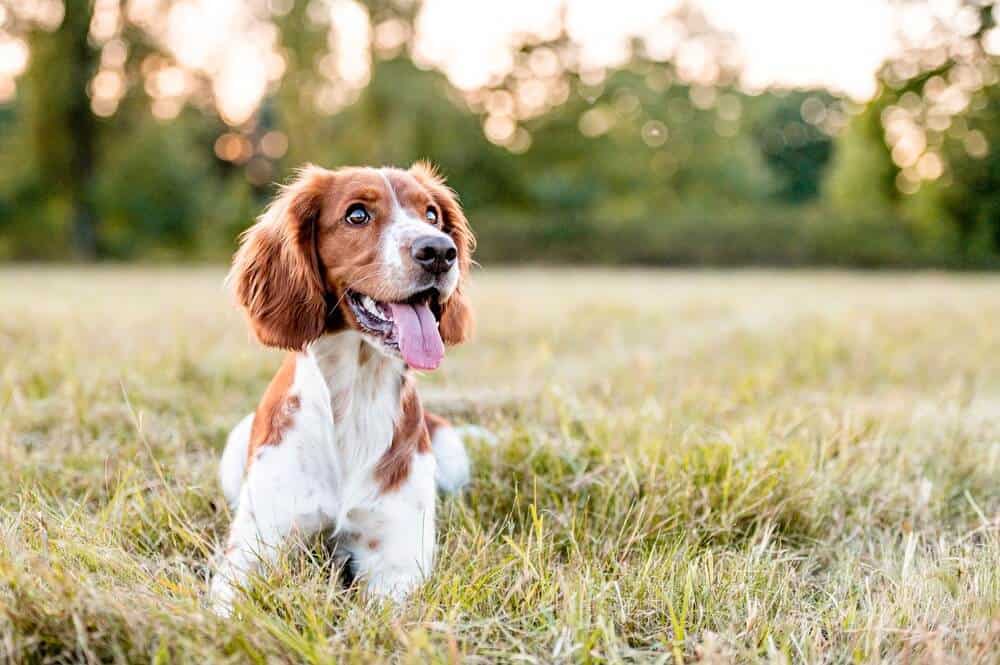 puppy playing in green ground