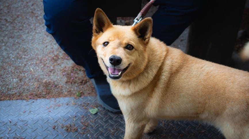 shiba with right side face swell