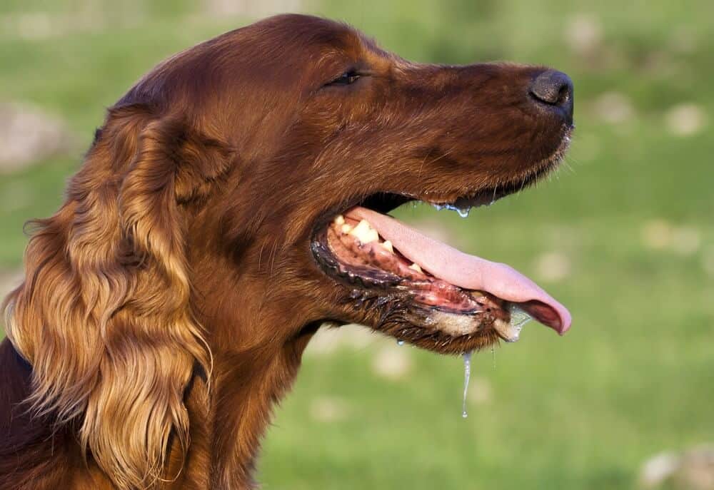 saliva coming from dog mouth
