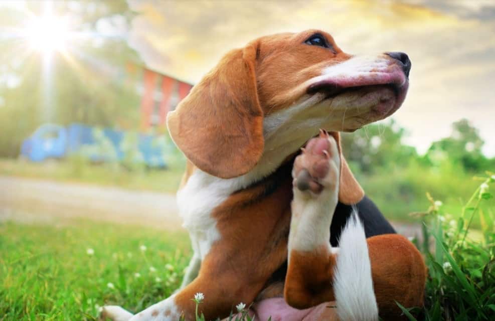 beagle dog scratching