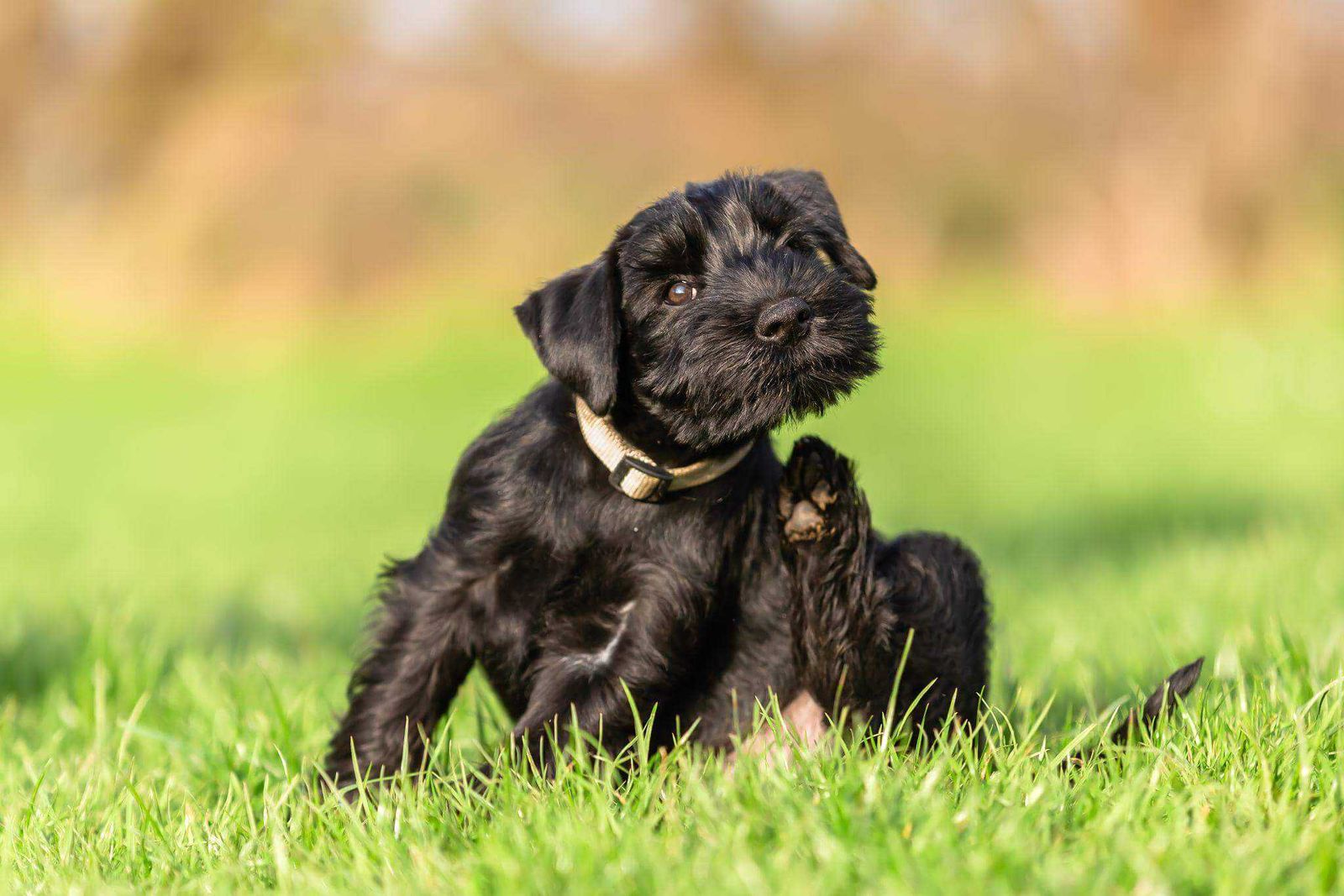 black dog scratching while sitting in grass