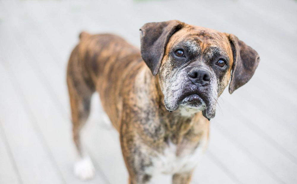 boxer dog looking at camera