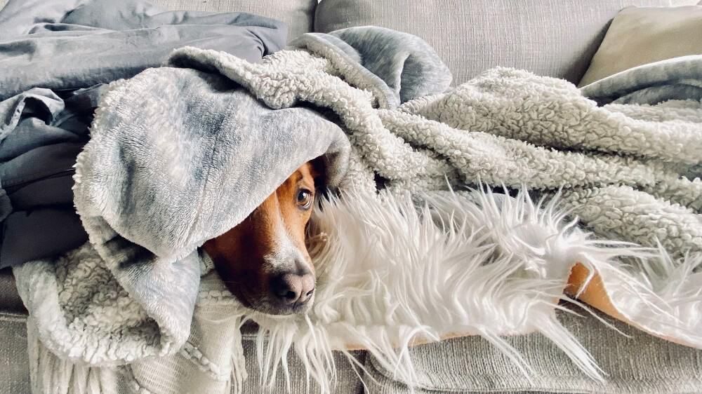 dog hiding in blanket