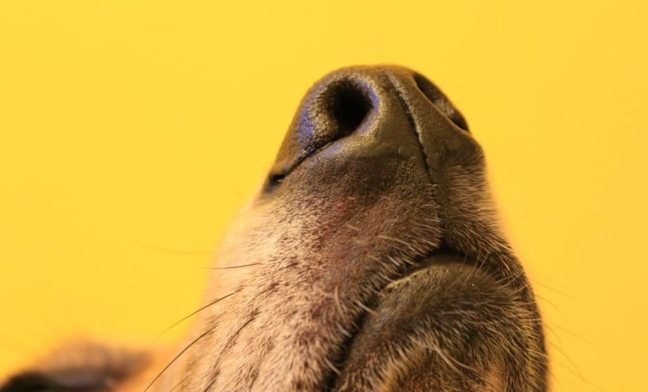 dog nose on yellow background