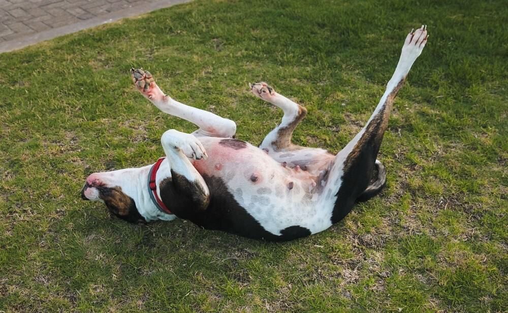 dog scratching back