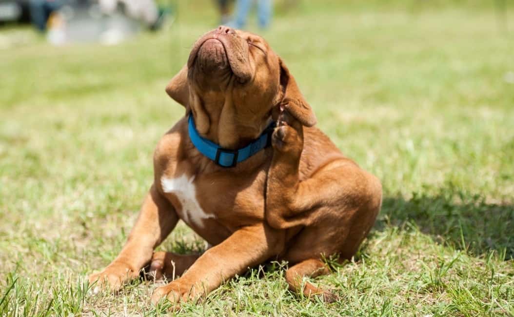 dog scratching ears