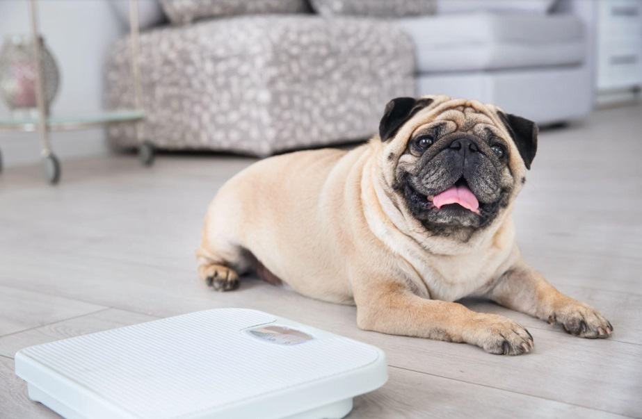 dog sitting near weight scale