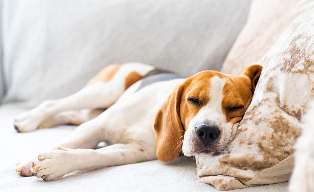 dog sleeping in sofa