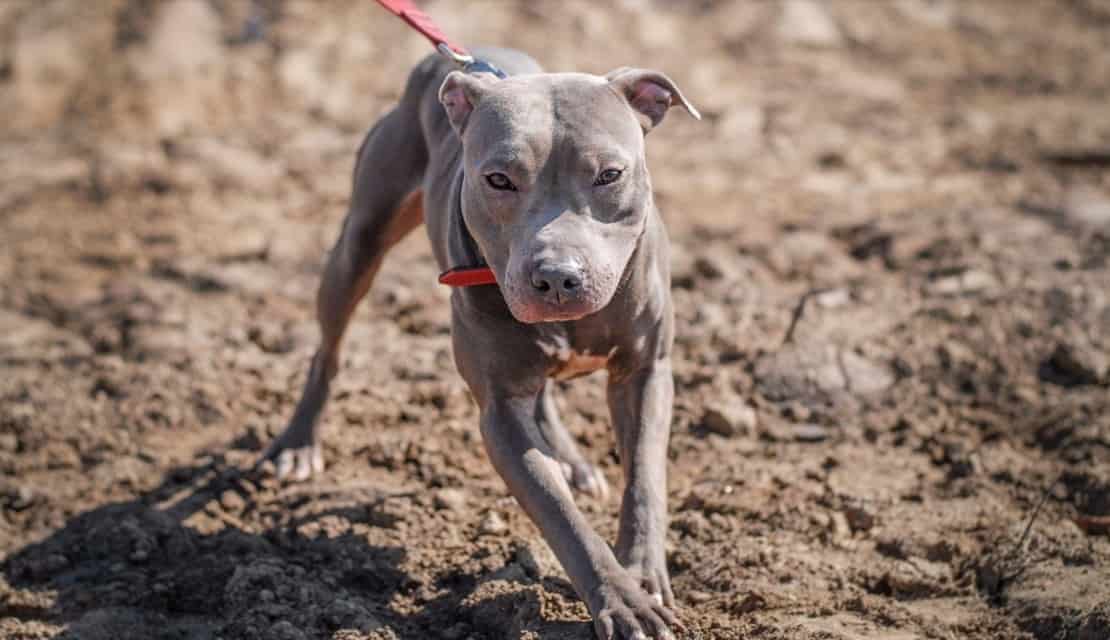 dog with leash