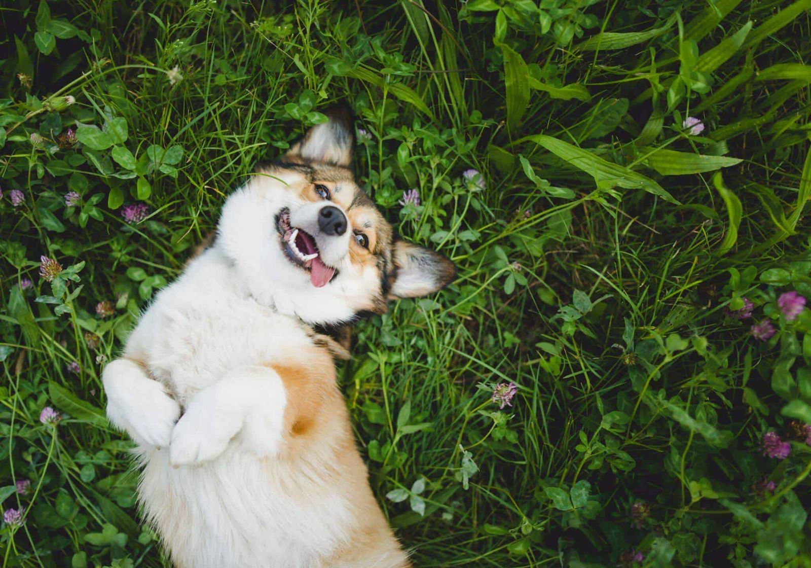 happy dog in flowers