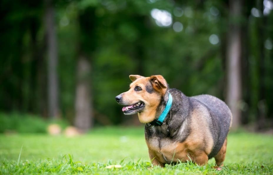 overweight dog in the park