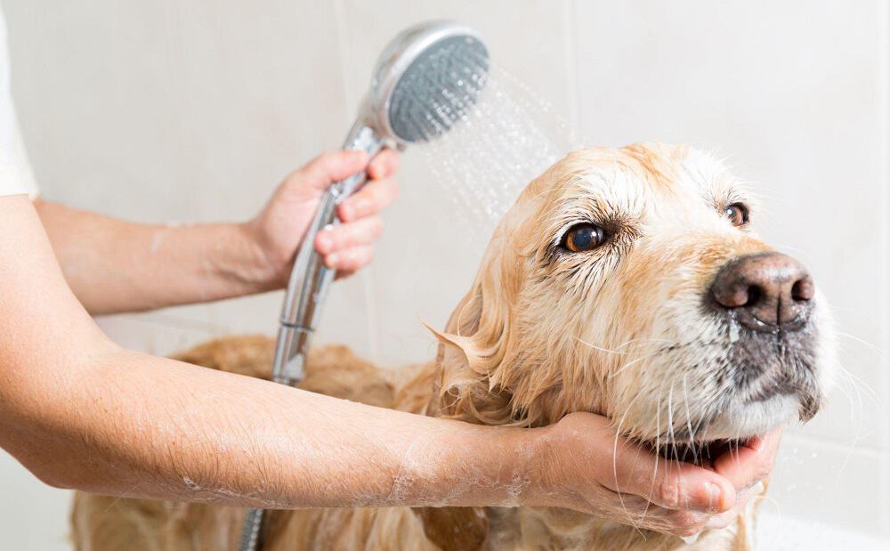 person bathing dog