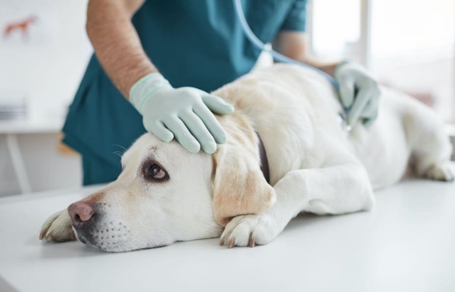 vet checking the dog