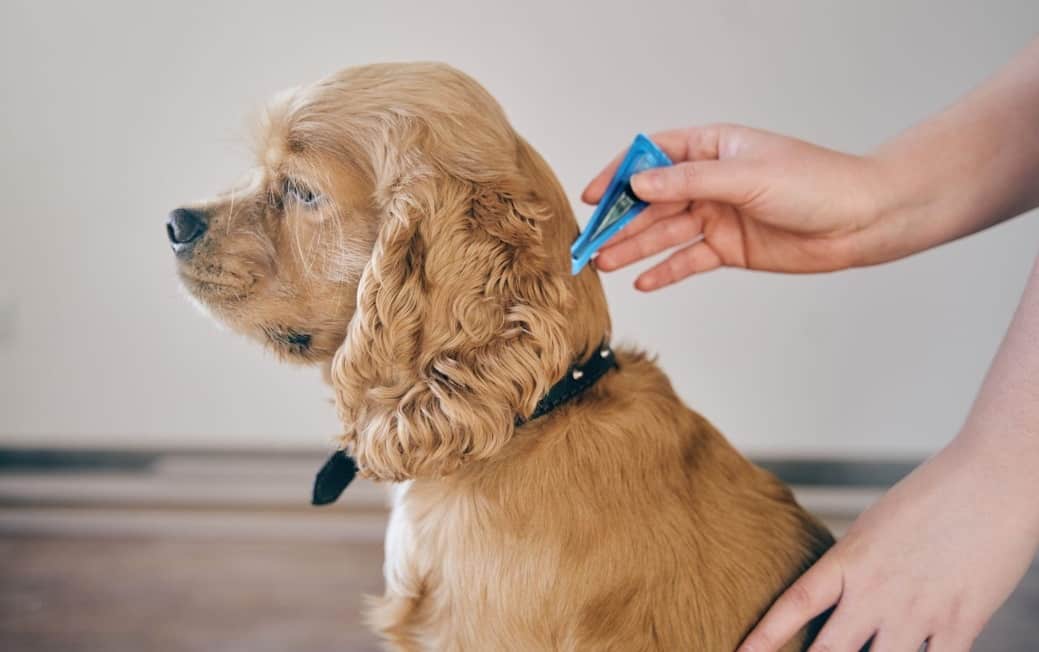 women taking tick out from dog