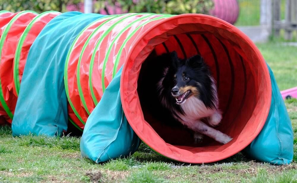 dog coming out from wrap tube