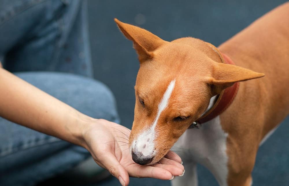 dog eating treat from owner hand