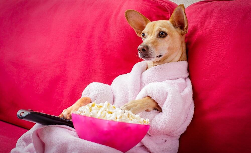 dog in couch with remote and popcorn