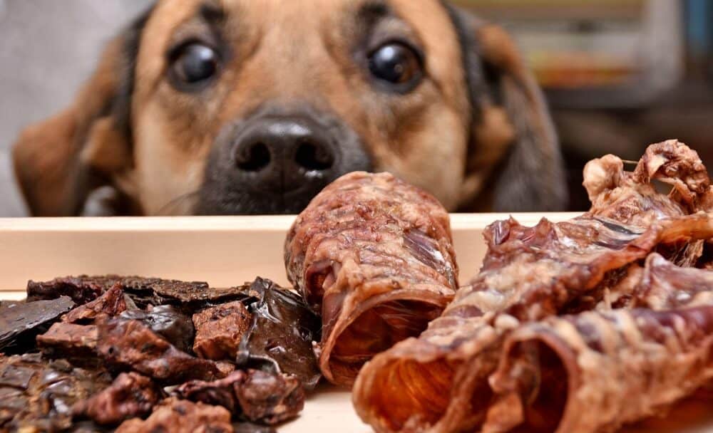 dog looking at meat food