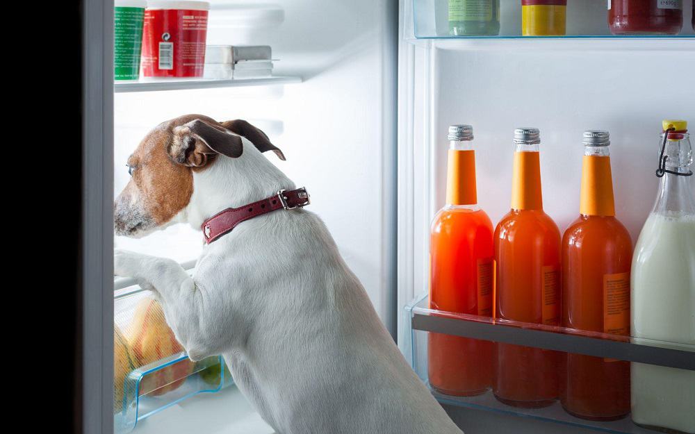 dog looking for the food in refrigerator