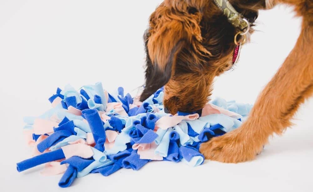 dog playing with clothes