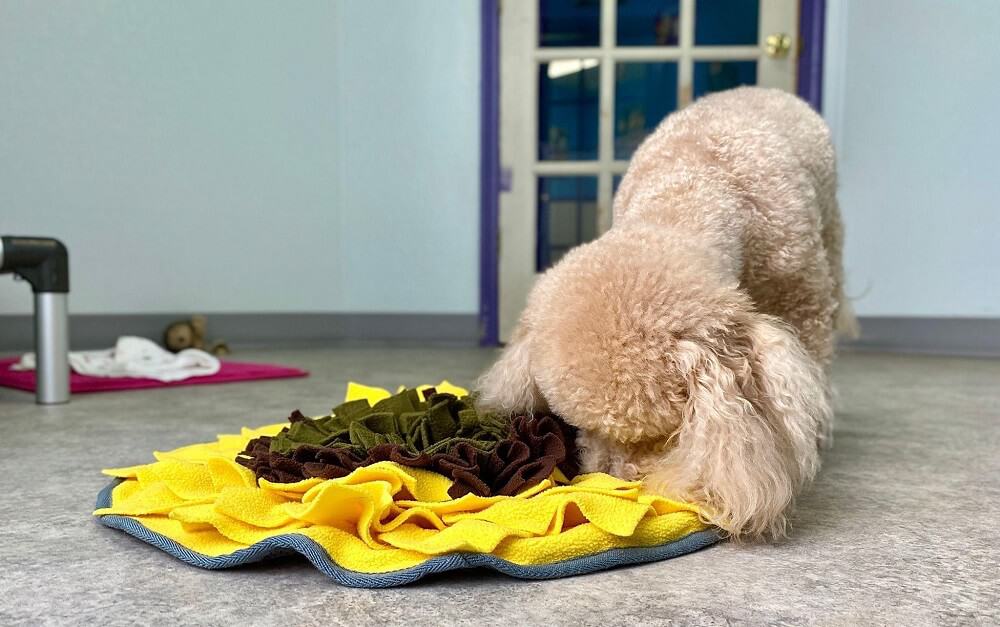 dog playing with the towel