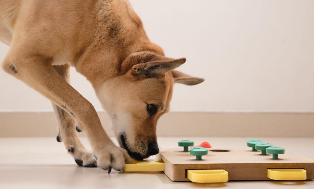 dog playing with the toy