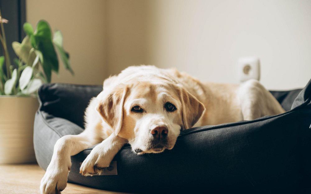 dog relaxing on his bed