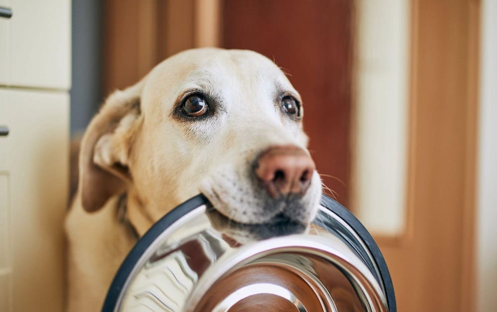 dog with bowl in mouth