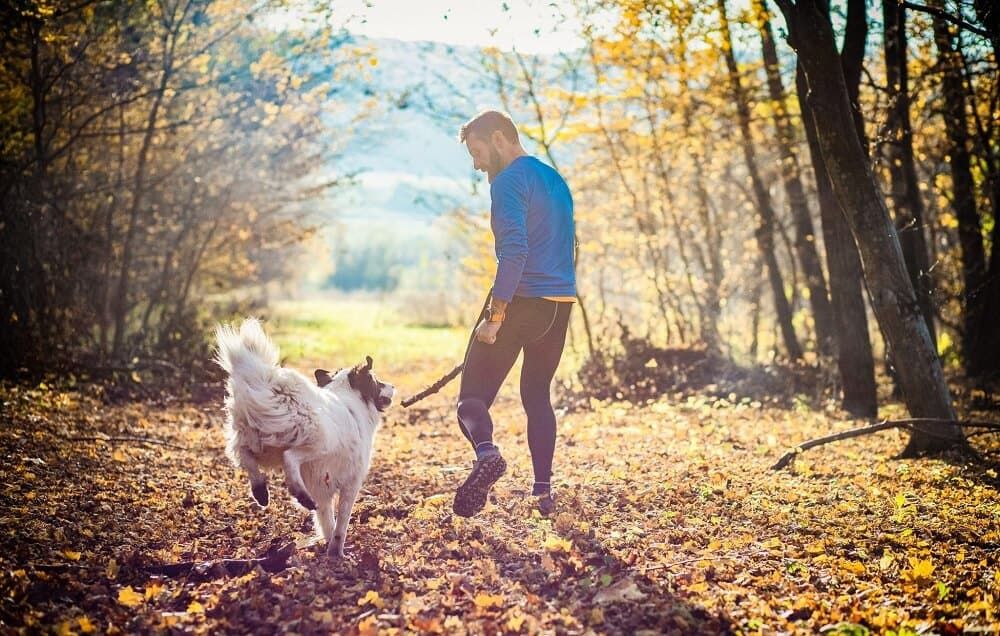 dog with owner playing in woods