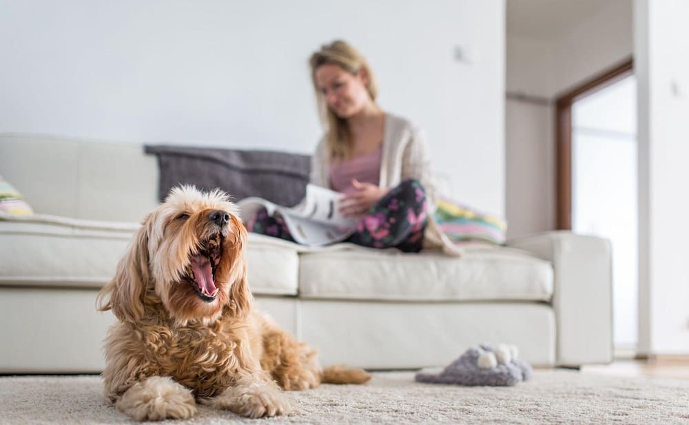 dog yawning
