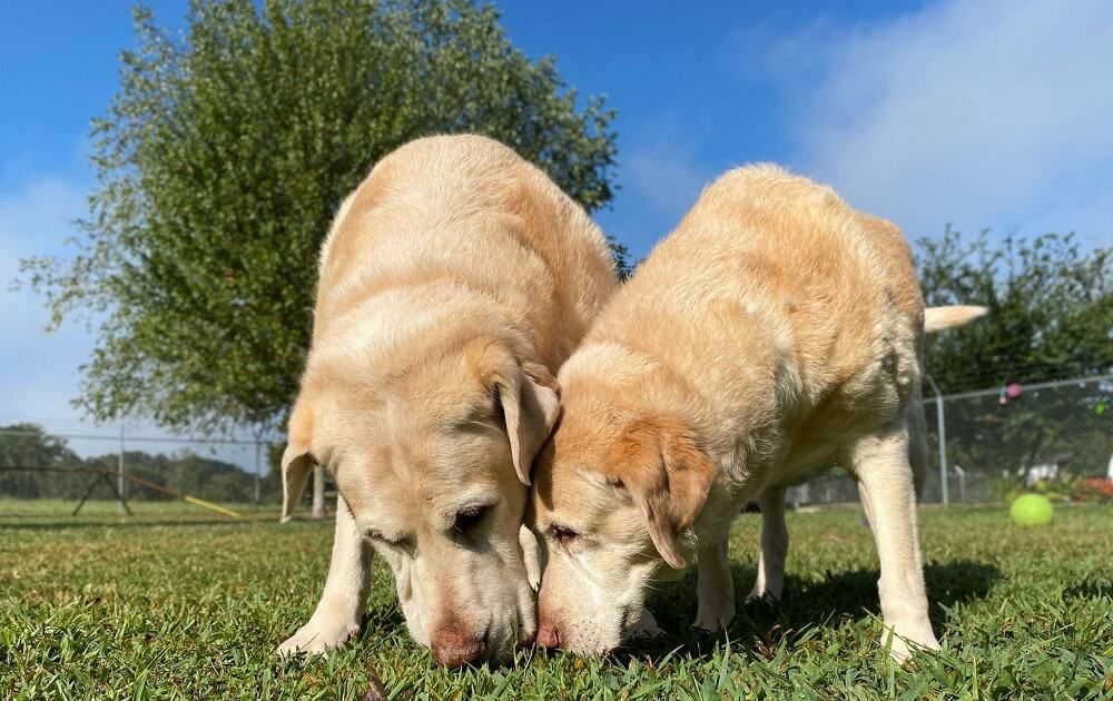 dogs enjoying in the park