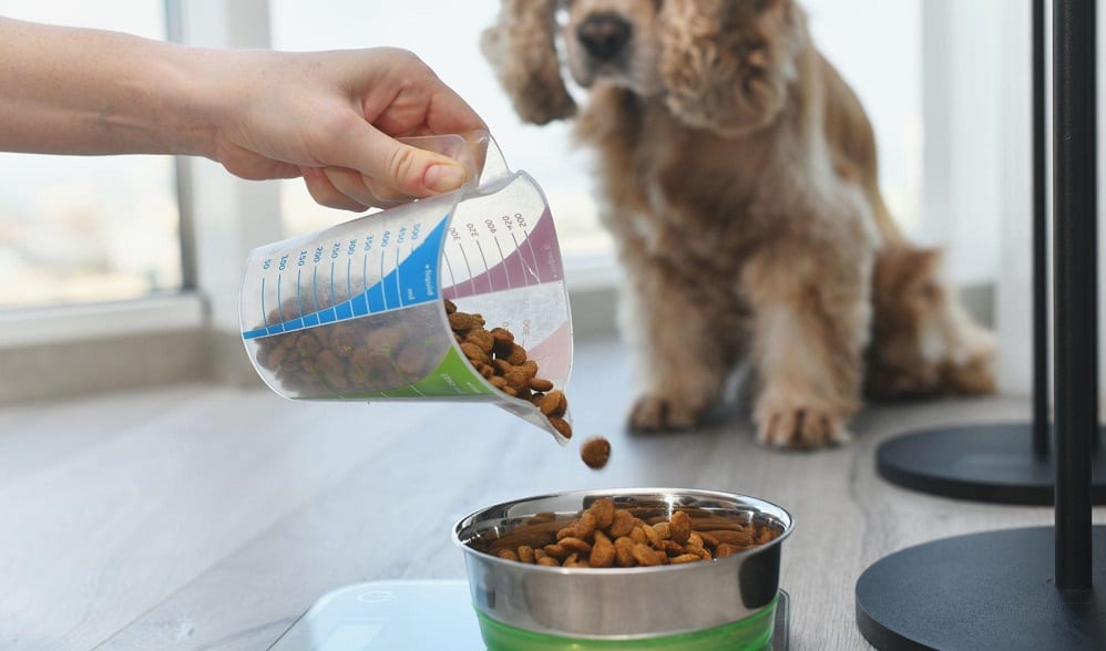 feeding dog with measuring cup