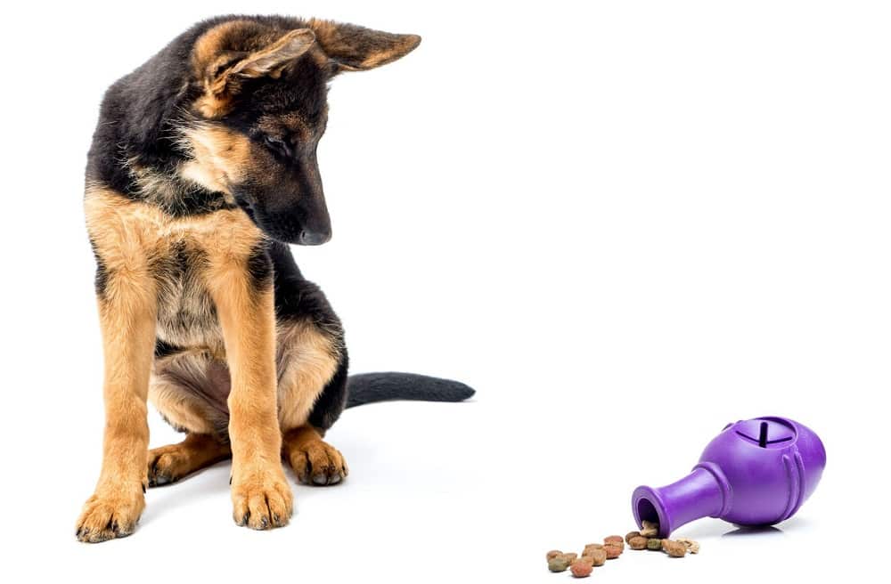 german shepherd looking at treat toy