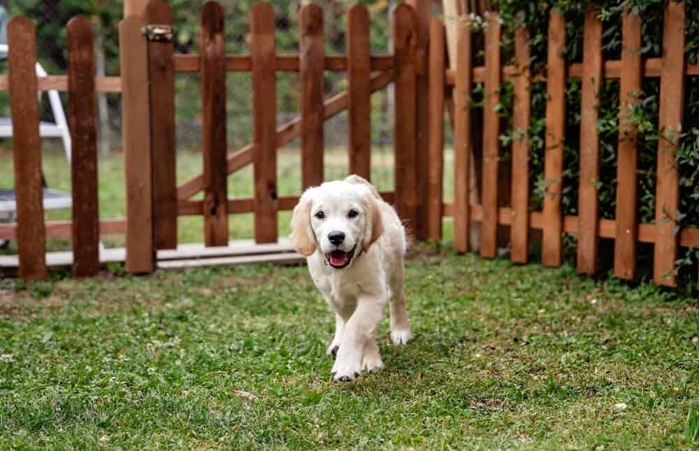 puppy in backyard