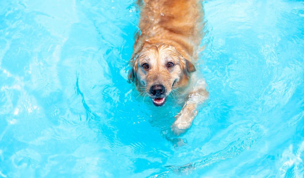 dog in the pool