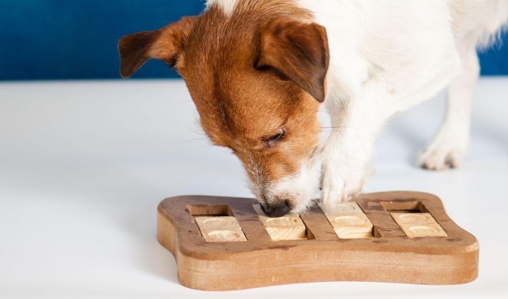 dog playing with a wooden toy