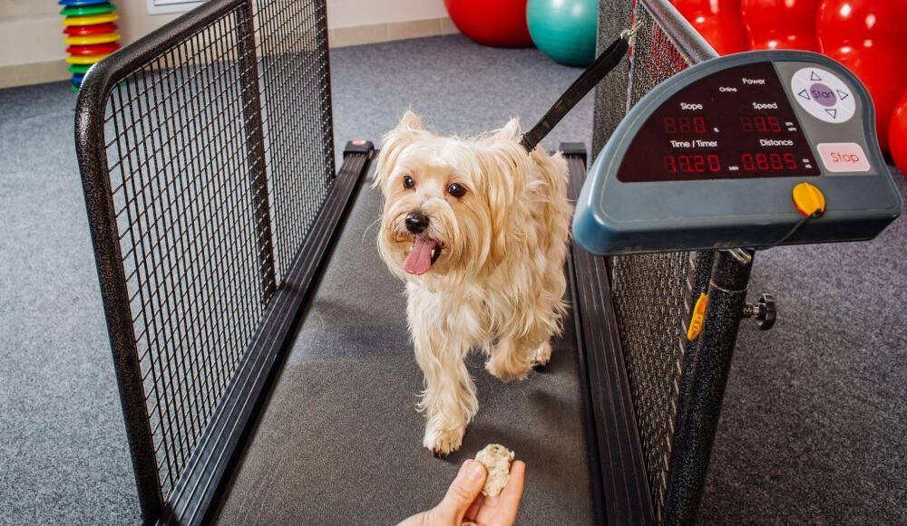 dog running on the treadmill for the treat