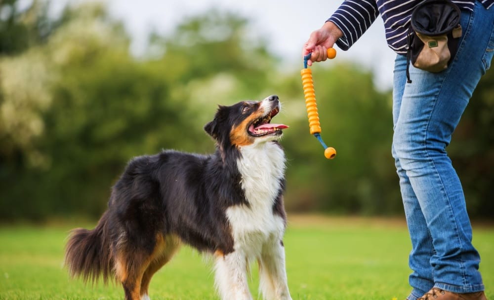 dog with owner ready to play